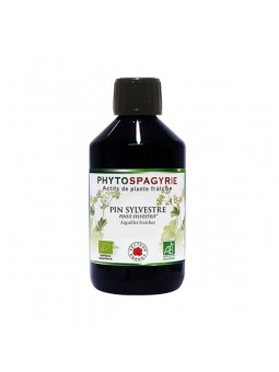 Pin sylvestre aiguilles...