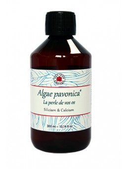 Algae Padina Pavonica...